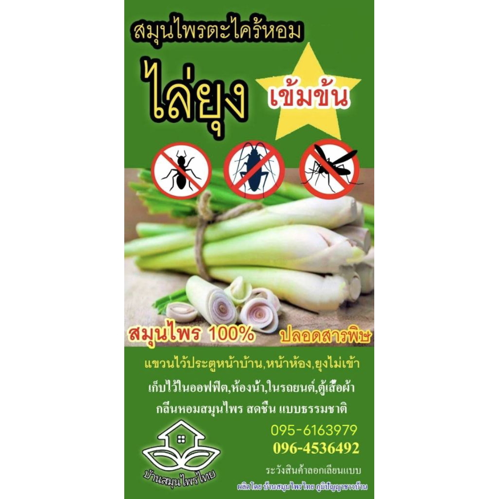 #สินค้าขายดี #ตะไคร้หอมไล่ยุง สมุนไพรแท้100%(พร้อมส่งราคาถูก)กลิ่นหอมละมุนสดชื่นแบบธรรมชาติ (ขายส่ง)