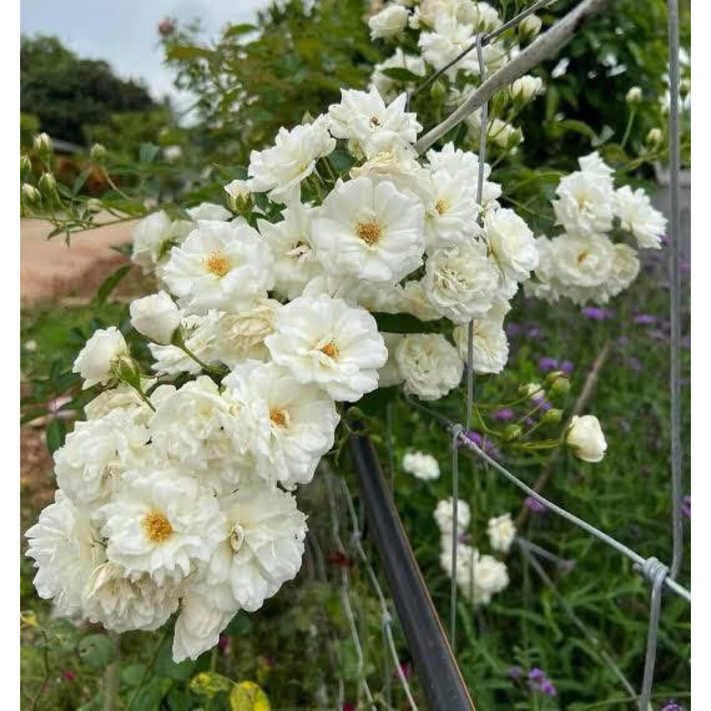 กุหลาบสายพันธุ์พรอสเพอริตี้ (Prosperity) ไม้เลื้อย สีขาว ดอกช่อพวง กลิ่นหอม
