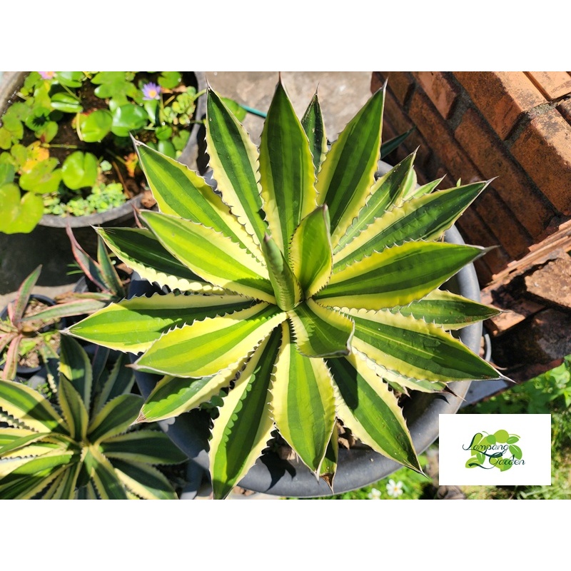 ต้น อากาเว่ ควอดิคัลเลอร์ Lophantha quadricolor กระถาง 3 รูปที่ 4