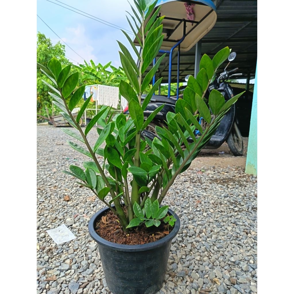 กวักมรกตเขียว (Zamioculcas zamiifolia) เป็นไม้มงคลและไม้ฟอกอากาศ ฟอร์มแน่นจัดเต็มต้นสวย