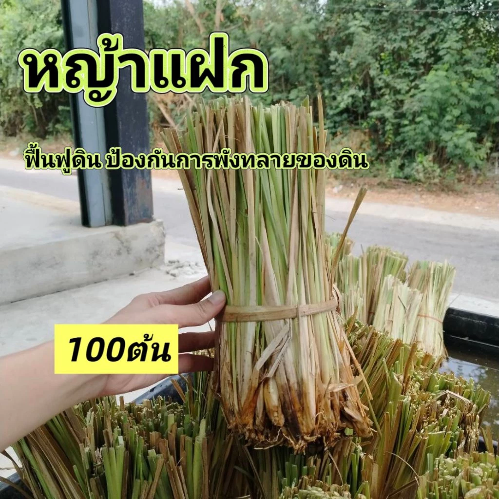 หญ้าแฝก ต้นแฝกฟื้นฟูดิน ป้องกันดินพังทลาย 100ต้น