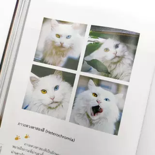 หนังสือปกแข็ง พิมพ์สี “แมวหลวงแห่งกู้กง“ (เล่มเดียวจบ) - Hongsamut