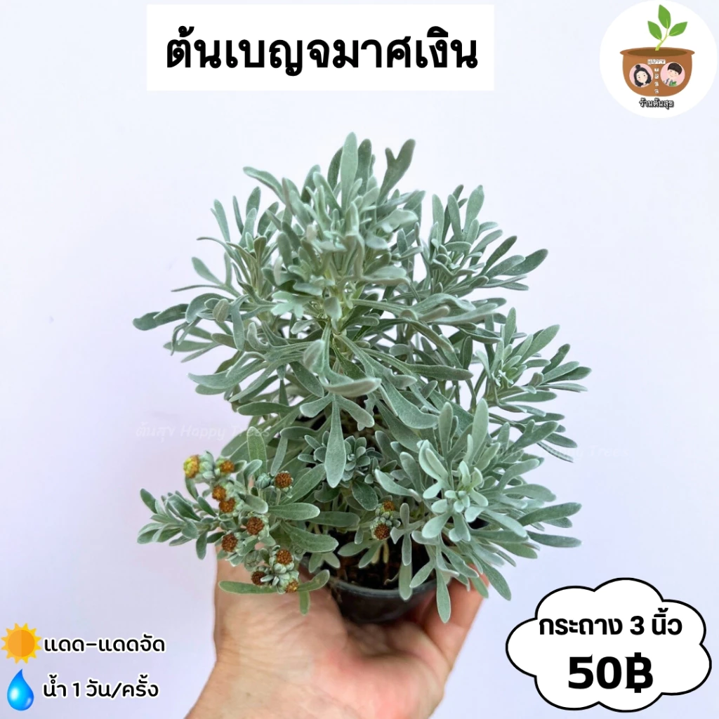 ต้นเบญจมาศเงิน กระถาง 3 นิ้ว จัดส่ง 2 ต้นขึ้นไปคละแบบต้นไหนก็ได้