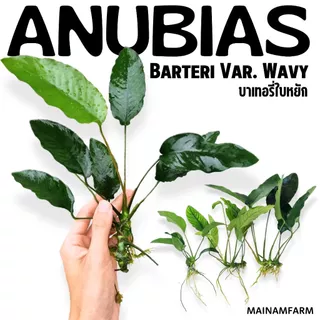 อนูเบียสบาเทอรี่ ใบหยัก เลือกขนาดได้ - Anubias Barteri Var. Wavy ต้นไม้น้ำ