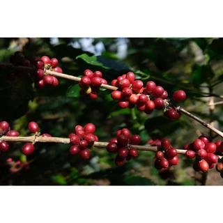 Strawberry Jam coffee NEW หอมเหมือนสตอเบอรี่ผลไม้หอมหวานๆอร่อยๆ