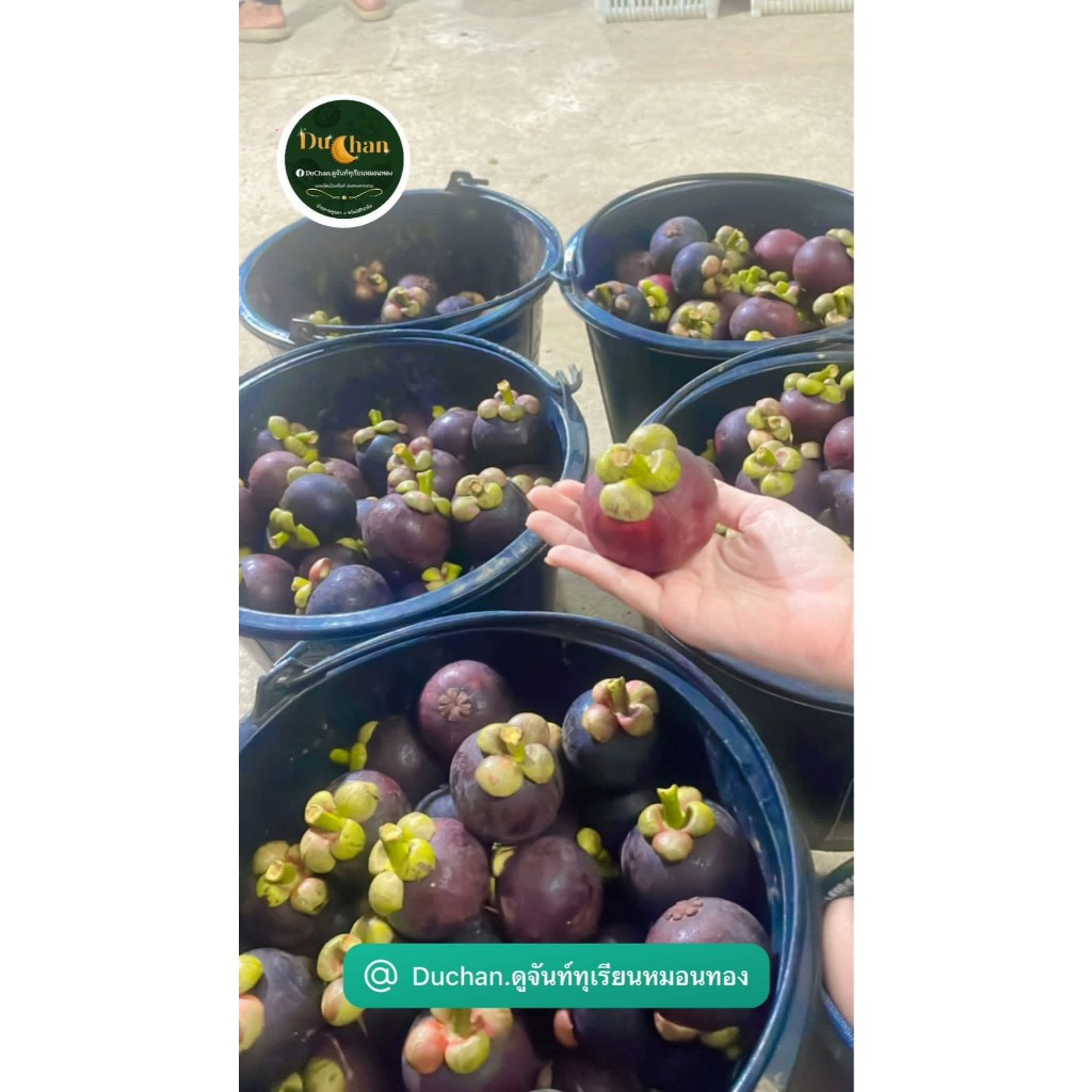 🌳มังคุดดำคัดพิเศษ (กล่อง 5kg.)ราชินีแห่งผลไม้