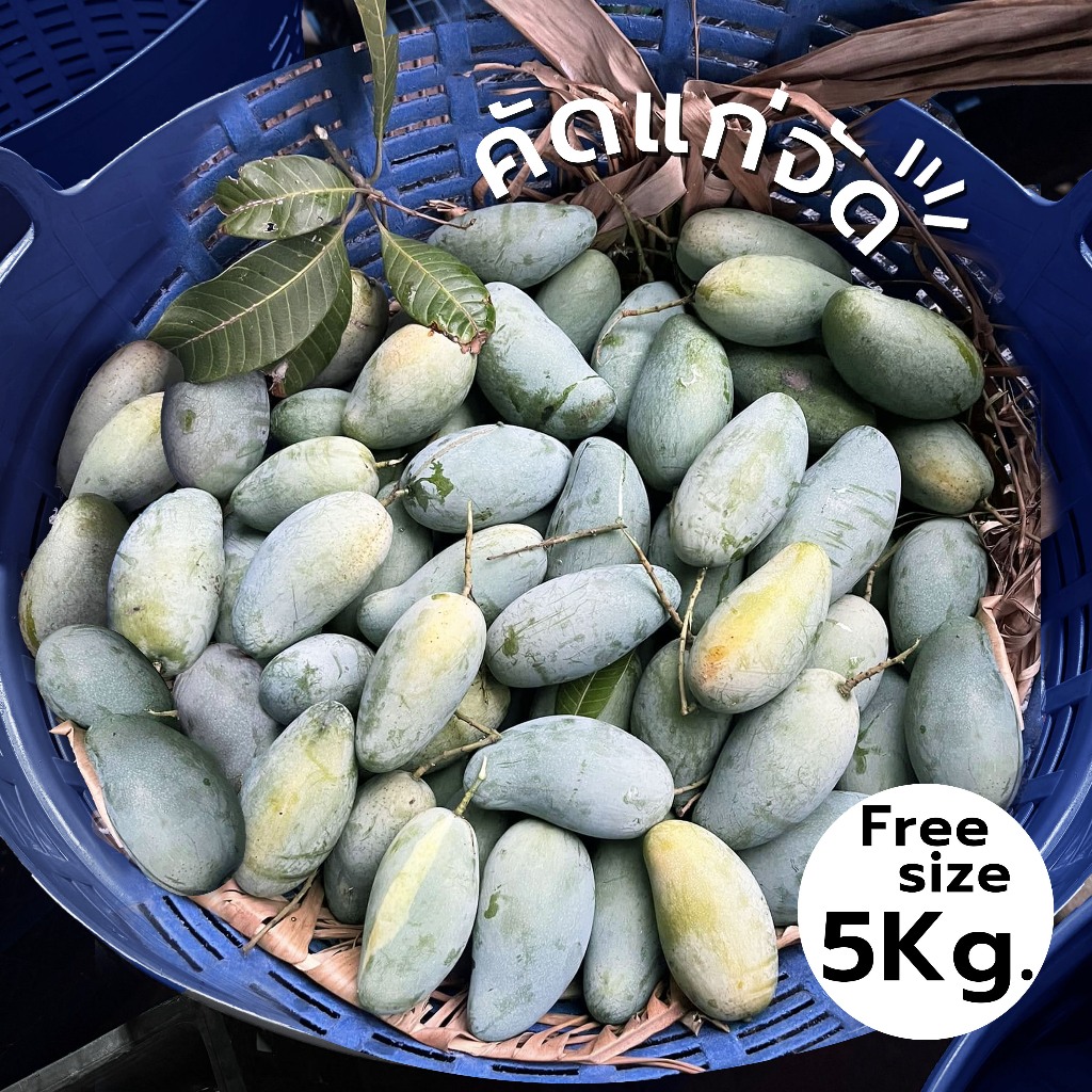 🔥 คุ้มสุด 5KG👑มะม่วงเขียวเสวย 4-6 ลูก/กก.🥭มะม่วงเขียวเสวยกินได้เลย📦คัดแล้วทุกลูก