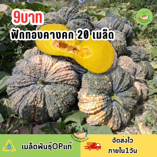 เมล็ดพันธุ์ฟักทองอำไพ 20 เมล็ด
