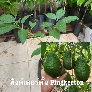 (จำนวน 1 ต้น) ต้น อโวคาโดเสียบยอด(ต้นละ 129บาท) พันธุ์แฮส,พิงค์เคอร์ตัน,บัคคาเนีย,บูท 7,ปีเตอร์สัน,เฟอร์เต้