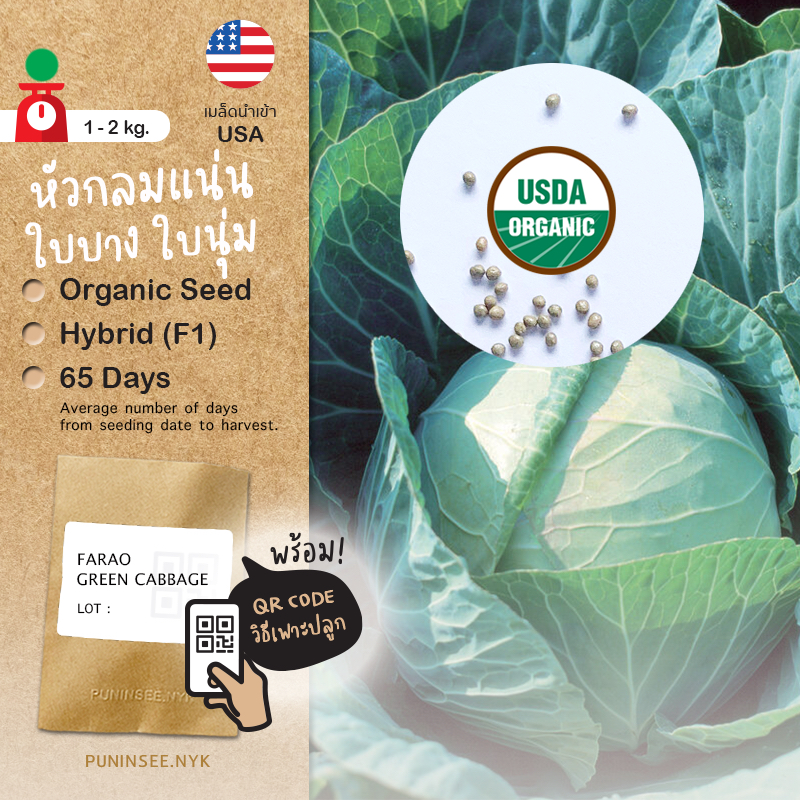 เมล็ดผักนำเข้า กะหล่ำปลี พันธุ์เบา Farao Green Cabbage (Organic F1) หัวกลมแน่นสวย ปันอินทรีย์