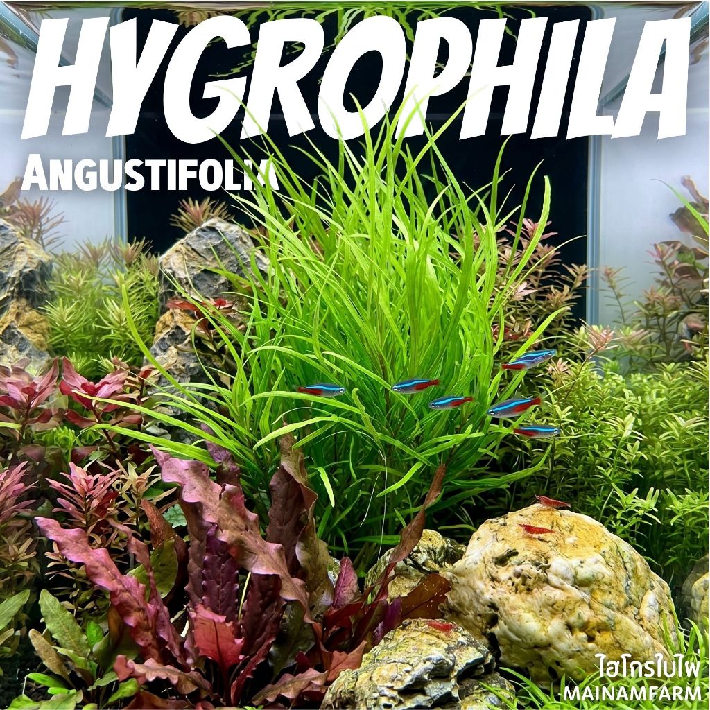 ไฮโกรใบไผ่  เลี้ยงง่าย ช่วยบำบัดน้ำ ไม่ต้องการคาร์บอน – HYGROPHILA ANGUSTIFOLIA ไม้น้ำ