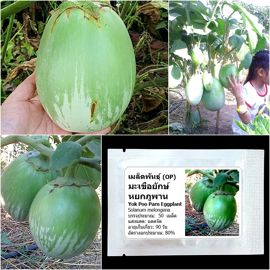 เมล็ดพันธุ์ มะเขือยักษ์ หยกภูพาน Yok Poo Pan Giant Eggplant Seed 50 เมล็ด คุณภาพดี ของแท้ 100%