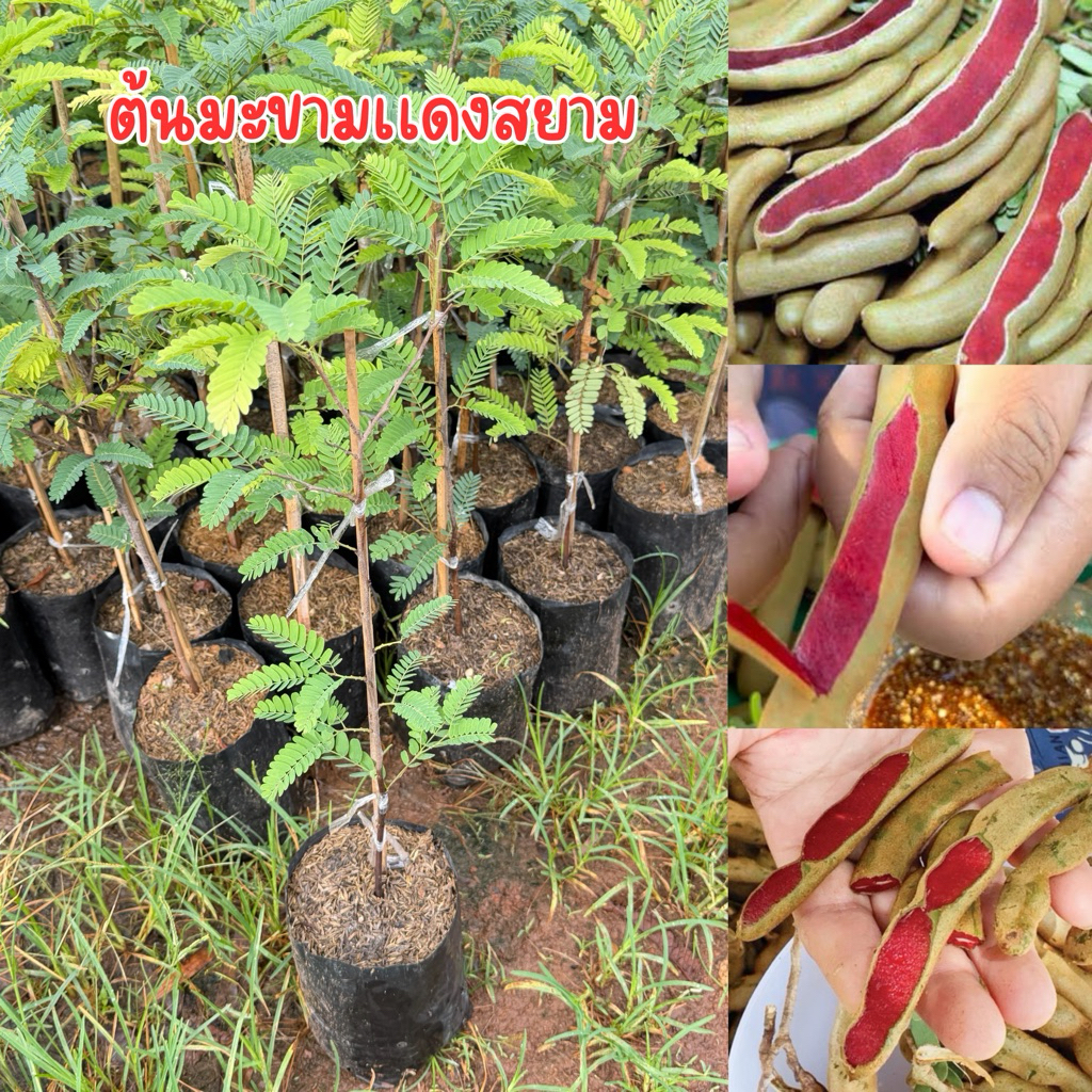 ต้นมะขามเเดง ต้นสูง60เซน พร้อมส่ง พร้อมปลูก 1-2ปีติดผล