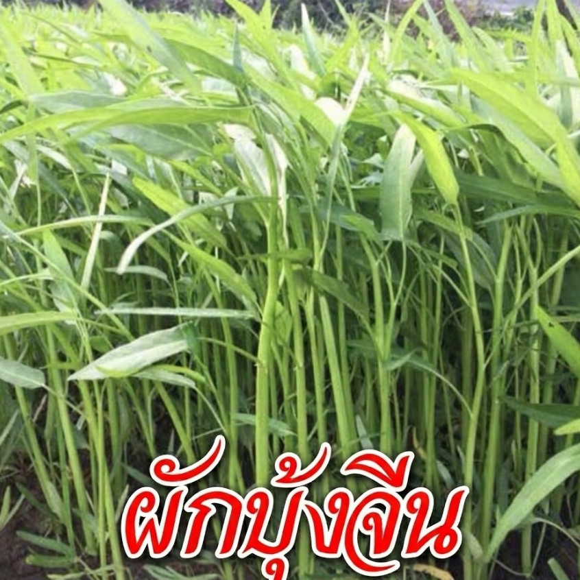 ผักบุ้งจีน ถูกที่สุด 4 บ. เมล็ดพันธุ์ผักบุ้งจีน 100 เมล็ด ปลูกง่าย ขึ้นไว ทานอร่อย