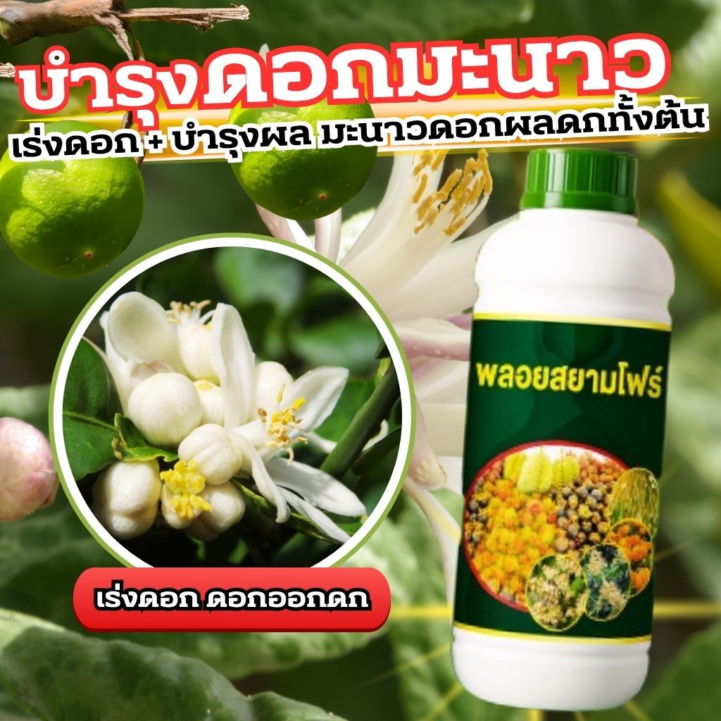 สูตรกระตุ้นดอกมะนาว เร่งการออกดอก ช่วยให้ดอกออกดี ดอกสมบูรณ์ เพิ่มอัตราการติดดอกติดผลได้ดี