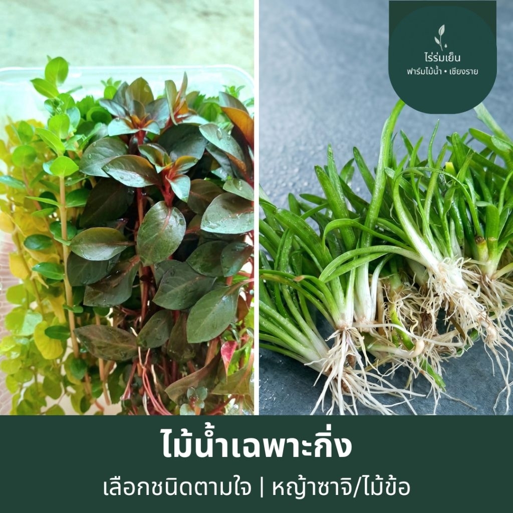 พืชไม้น้ำขายเป็นกิ่งจำนวน 30 กิ่งต่อกล่อง