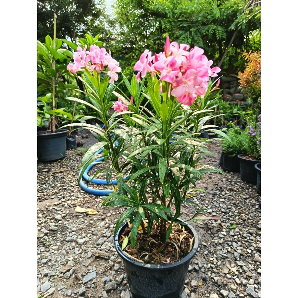 ยี่โถสีชมพู (Nerium oleander) ดอกสีชมพูหวานหอมออกเป็นช่อทนแดดจัดได้ดีเยี่ยม ออกดอกตลอดปี