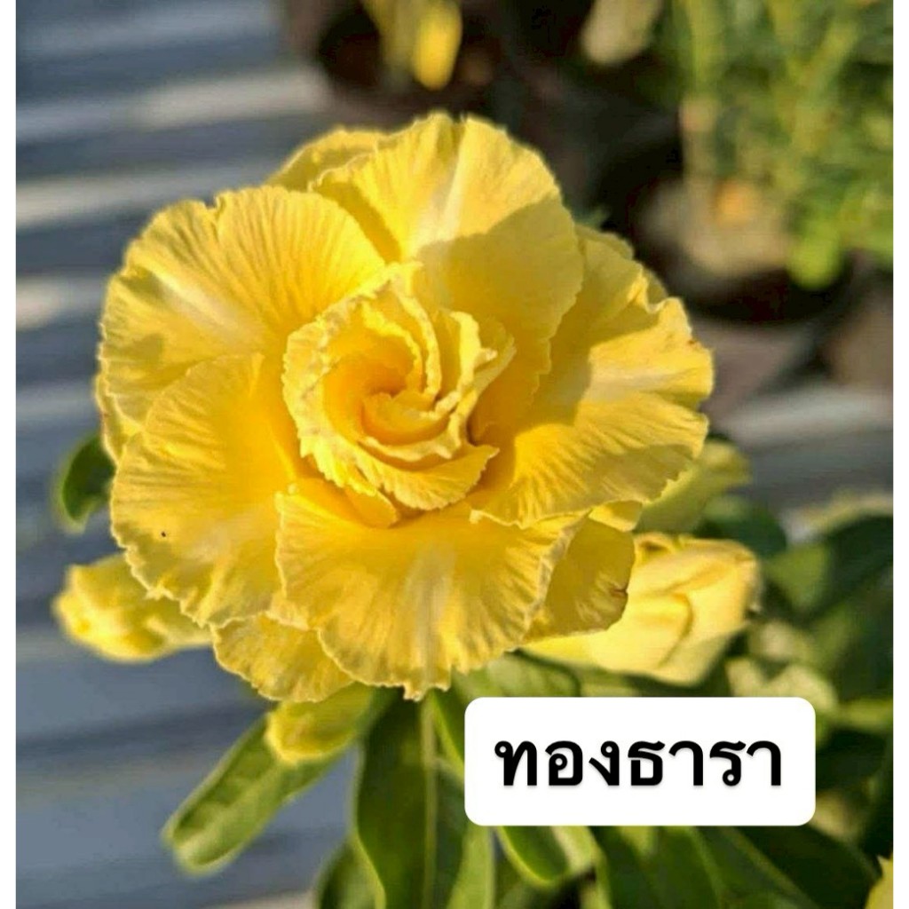 ชวนชมดอกซ้อน "ทองธารา" ขนาดกระถาง 6 นิ้ว (แบบถอนจัดส่ง)