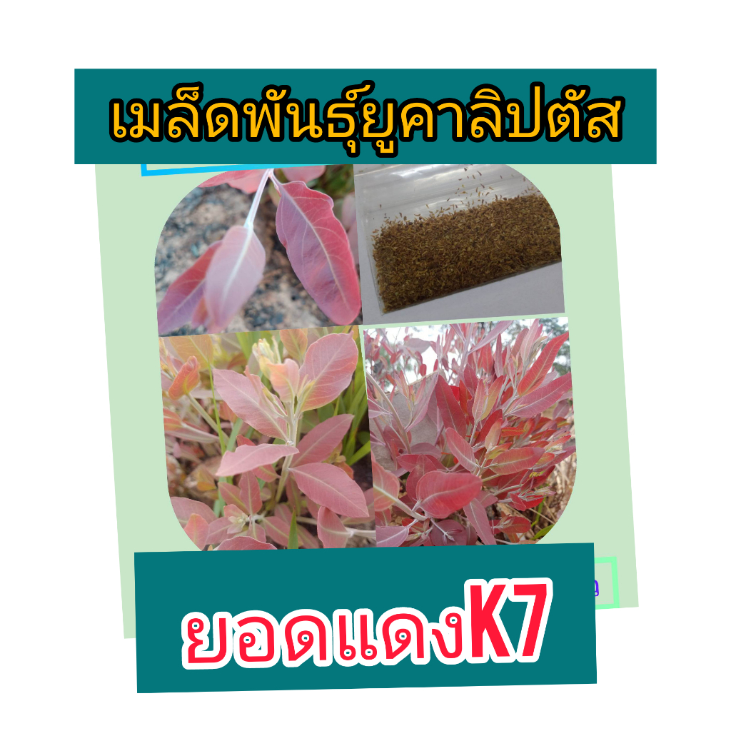 ยูคาลิปตัสเมล็ดพันธุ์สายพันธุ์เค7ยอดสีแดง(ต้นกระดาษ)1,000เมล็ด 59บาท