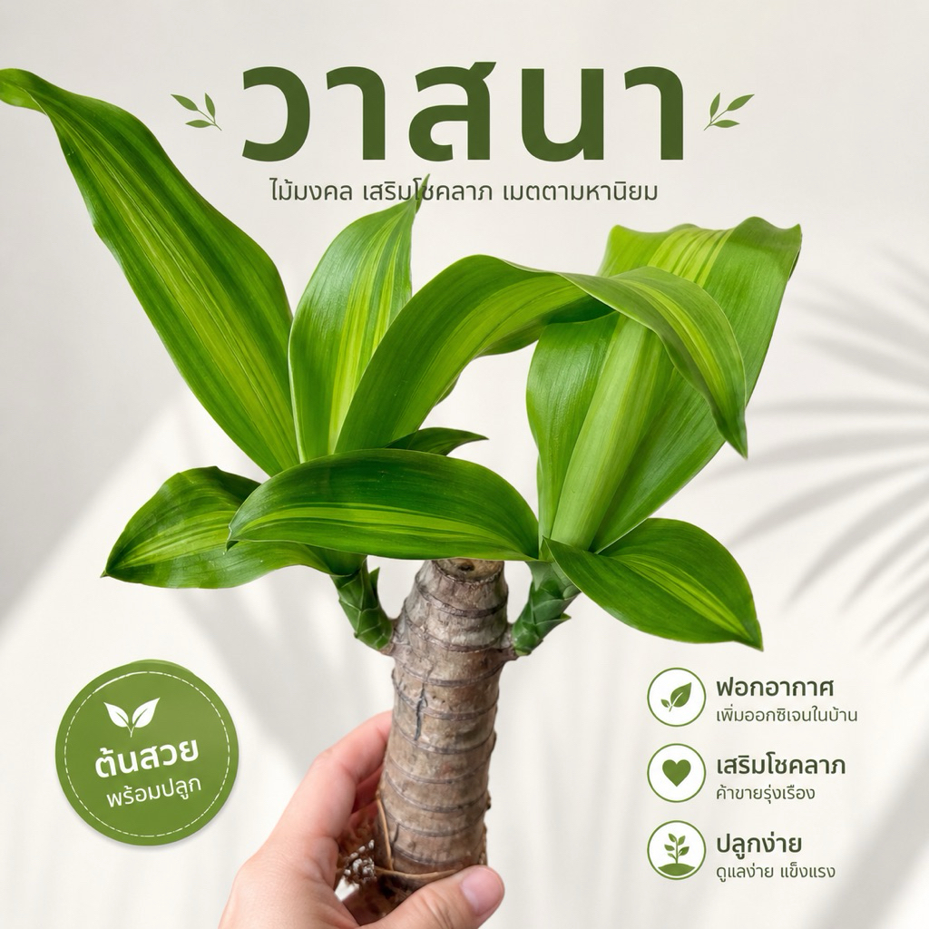 ต้นวาสนา ไม้มงคล เสริมโชคลาภ พร้อมกระถางขนาด 4 นิ้ว