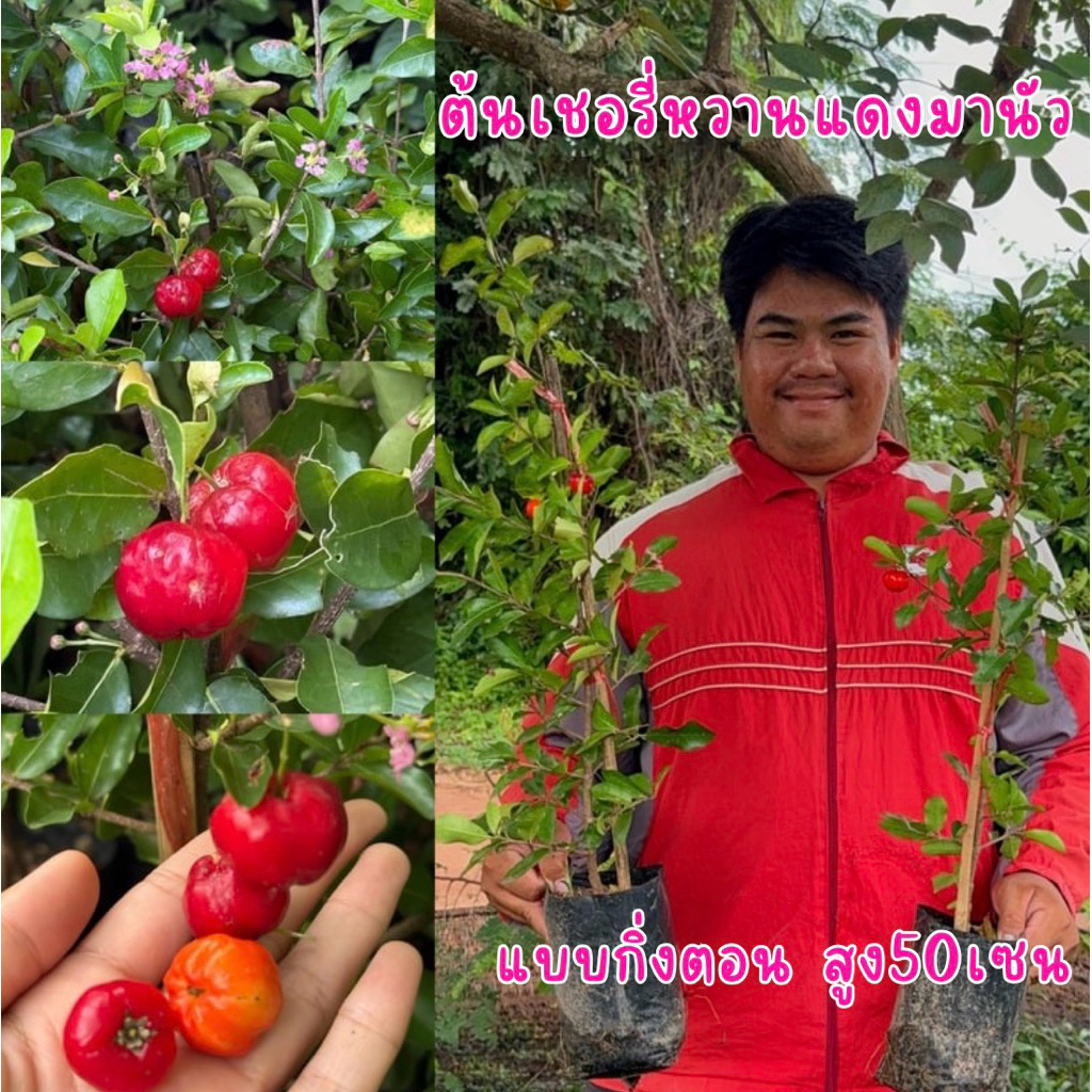 ต้นเชอรี่แดงมานัว สูง50เซน กิ่งตอน รสเปรี้ยว จิ้มพริกเกลือ อร่อยมาก ต้นพร้อมปลูก