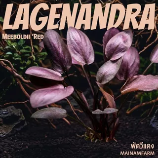 พัดวีแดง (ลาเจนานดร้า) เลือกขนาดได้ - Lagenandra Meeboldii 'Red' ต้นไม้น้ำ
