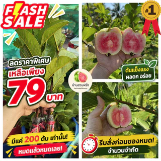 🍏ต้นฝรั่งหงเปาสือ(ไส้แดงหวานกรอบ)🔥สั่งขั้นต่ำ 2 ต้น🔥🔥กดติดตามลดเพิ่ม 10 บาท🔥