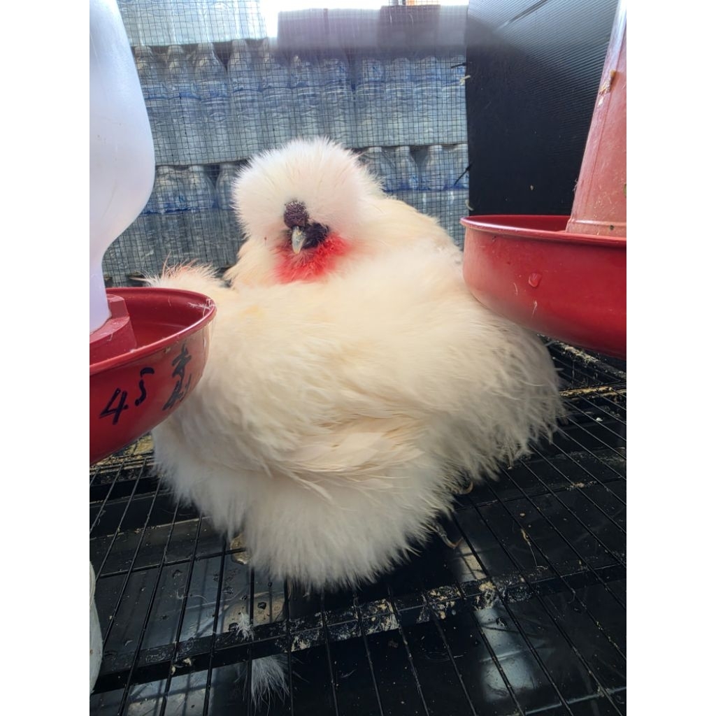 SilkieEgg-ไข่ไก่เชื้อซิลกี้ สดใหม่ พร้อมฟัก