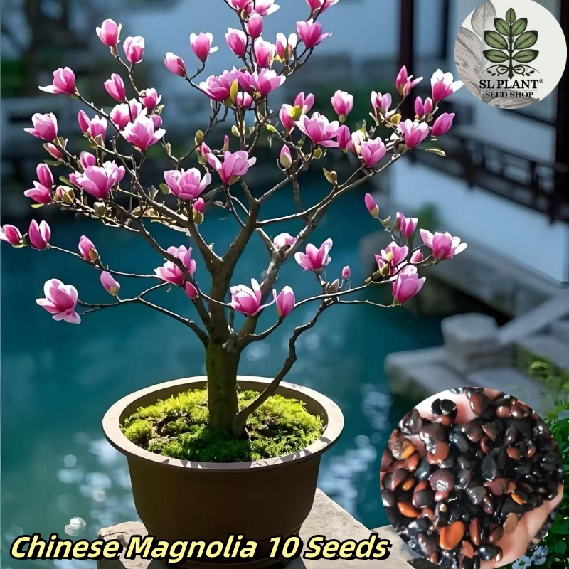 เมล็ดแมกโนเลียขาว (Magnolia Flower Seeds) สีผสม | 10 เมล็ด/ซอง | งอกปานกลาง ดอกหอม ปลูกประดับสวน
