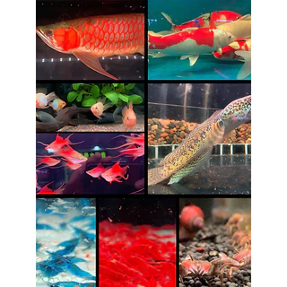 ไฟตู้ปลา LED RGB เพิ่มสีสันปลา รับรอง3C กระแสคงที่ไม่กระพริบ มีหลายขนาด 26/35/42/56/76/96/116 ซม. กันน้ำใช้ใต้น้ำ