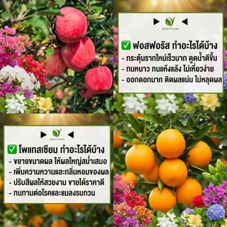 【GreenThumb】โพแทสเซียมไดไฮโดรเจนฟอสเฟต 250 กรัม เร่งดอก เร่งยอดอ่อน เพิ่มการติดผล ใช้ได้กับไม้ดอก ไม้ผล