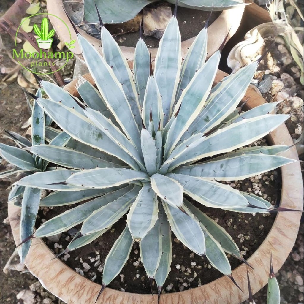 อากาเว่ Agave macroacantha blue ribbon ถอดกระถางส่ง ไม้อวบน้ำ แคคตัส กระบองเพชร