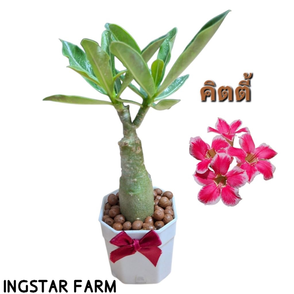 🌱ต้นชวนชม ชวนชมจิ๋ว ชวนชมมินิมอล จัดส่งพร้อมกระถาง2นิ้ว