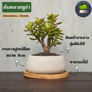 🌳บอนไซมินิ Bonsai Mini มีต้นหลายแบบ พร้อมกระถางปูนเปลือยทรงเตี้ย+จานรองไม้+หินหน้ากระถาง