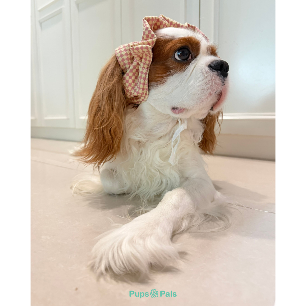 Pups&Pals Half-Snood คลุมหัวกันเลอะแบบสอดหู สำหรับสุนัขและแมว