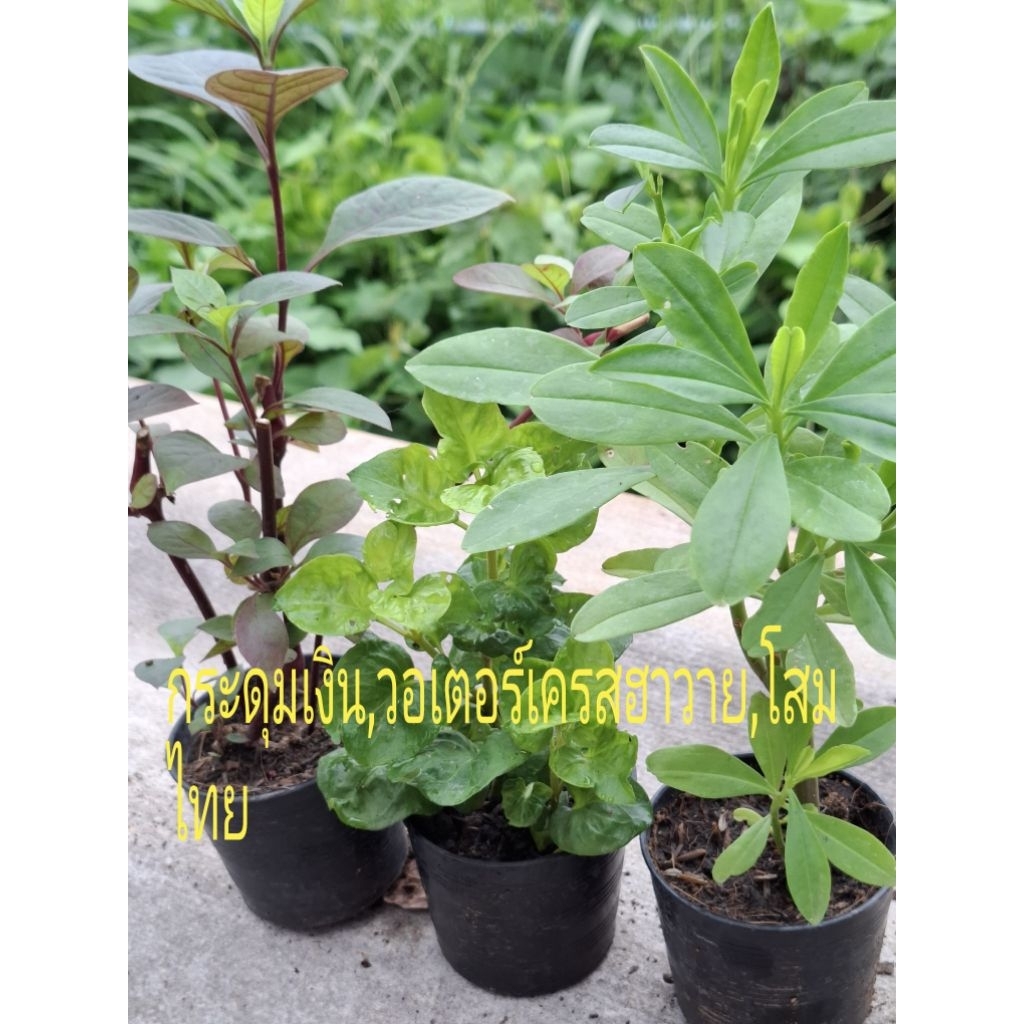 ต้นพันธุ์ กระดุมเงิน ,วอเตอร์เครสฮาวาย,และโสมไทย(ผักแข็งแรง)