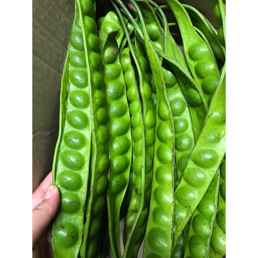 สะตอใต้10ฝัก สวยๆ สดใหม่