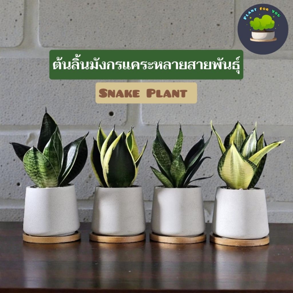 💤ลิ้นมังกรแคระ (Snake Plant) "หลายสายพันธุ์" (ต้นไม้ฟอกอากาศ/ตั้งโต๊ะทำงาน/ห้องนอน) กระถางปูนเปลือย 3"นิ้้ว