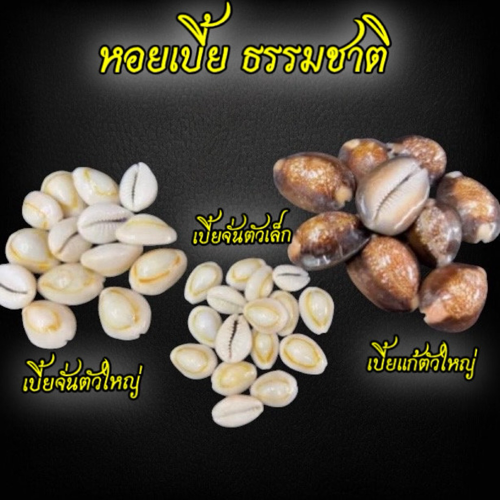 เบี้ยจั่น เบี้ยแก้ เบี้ยหอยธรรมชาติ ‼️รบกวนสั่ง5ตัวขึ้นไปนะคะ