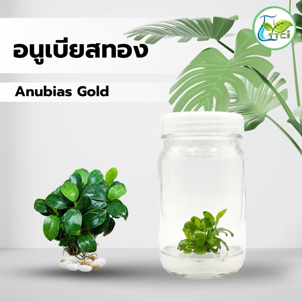 อนูเบียสทอง Anubias nana ‘Gold’ / Anubias Nana Golden(ต้นเนื้อเยื่อ) 1 ต้น แพคถุง