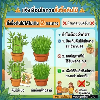 ไผ่แมว หญ้าแมว คัดสวย 8 นิ้ว แบบพร้อมทาน นำไปวางให้สัตว์เลี้ยงได้ทันที