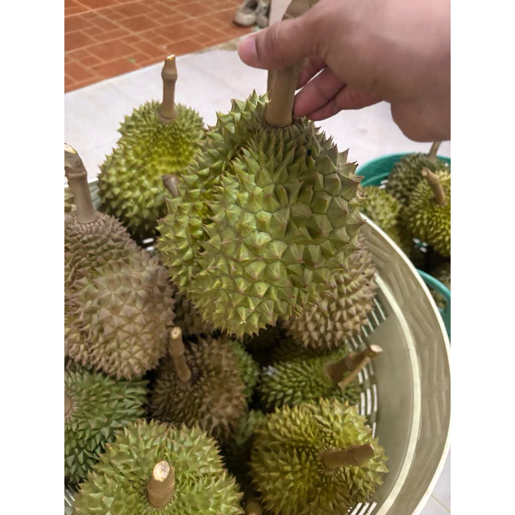 ทุเรียนชะนี จังหวัดชุมพรคัดส่งตรงจากสวนตัดแก่ 90%1ลูกนน.1.6-2กก.