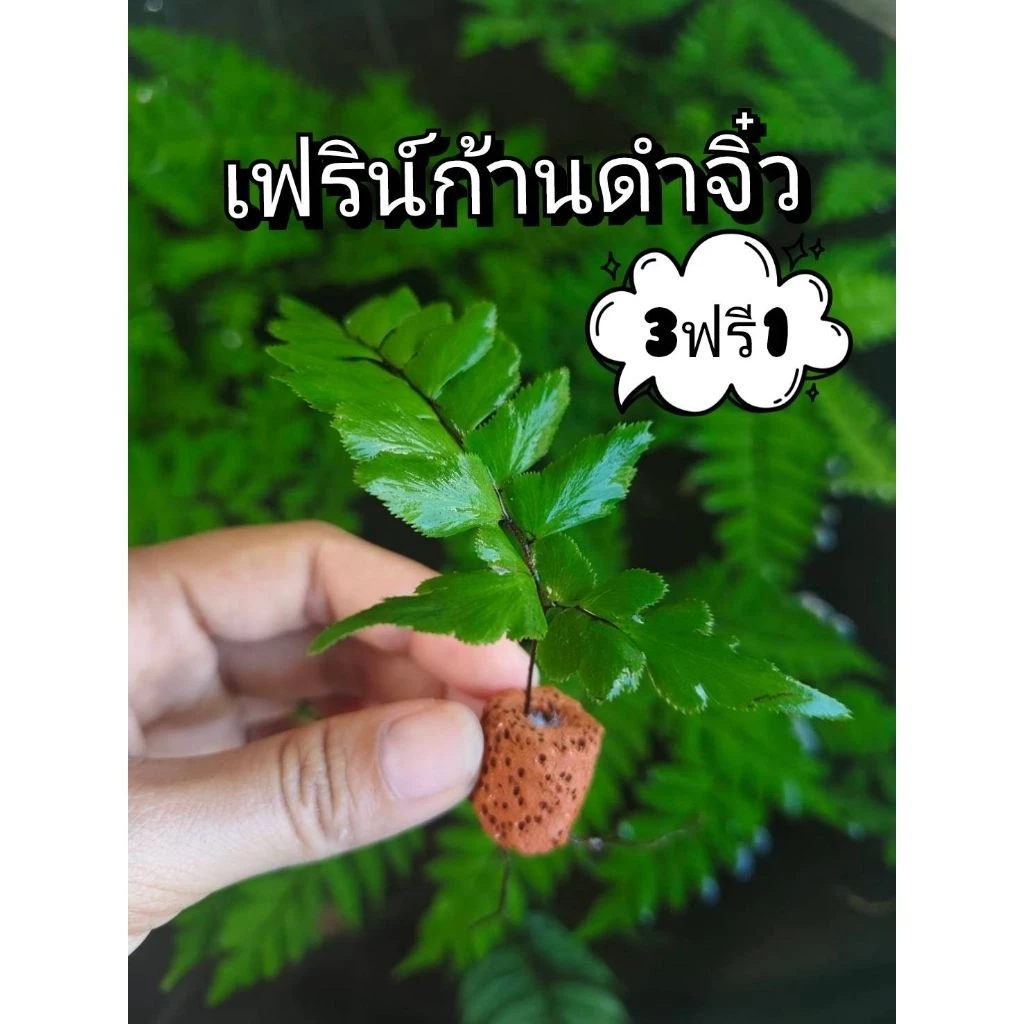 เฟิร์นก้านดำจิ๋วพร้อมหินกรอง(1ต้น)ตกแต่งตู้ปลา🐟🐟