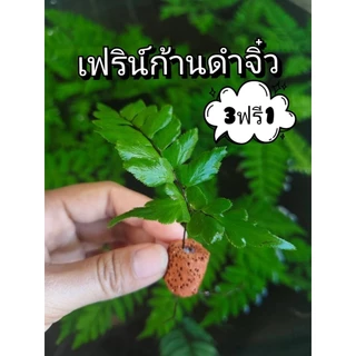 เฟิร์นก้านดำจิ๋วพร้อมหินกรอง(1ต้น)ตกแต่งตู้ปลา🐟🐟