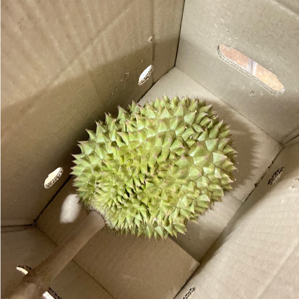 ทุเรียนชะนีไข่ ทุเรียนจันทบุรี นน.1-3 กิโลกรัม 泰国青尼