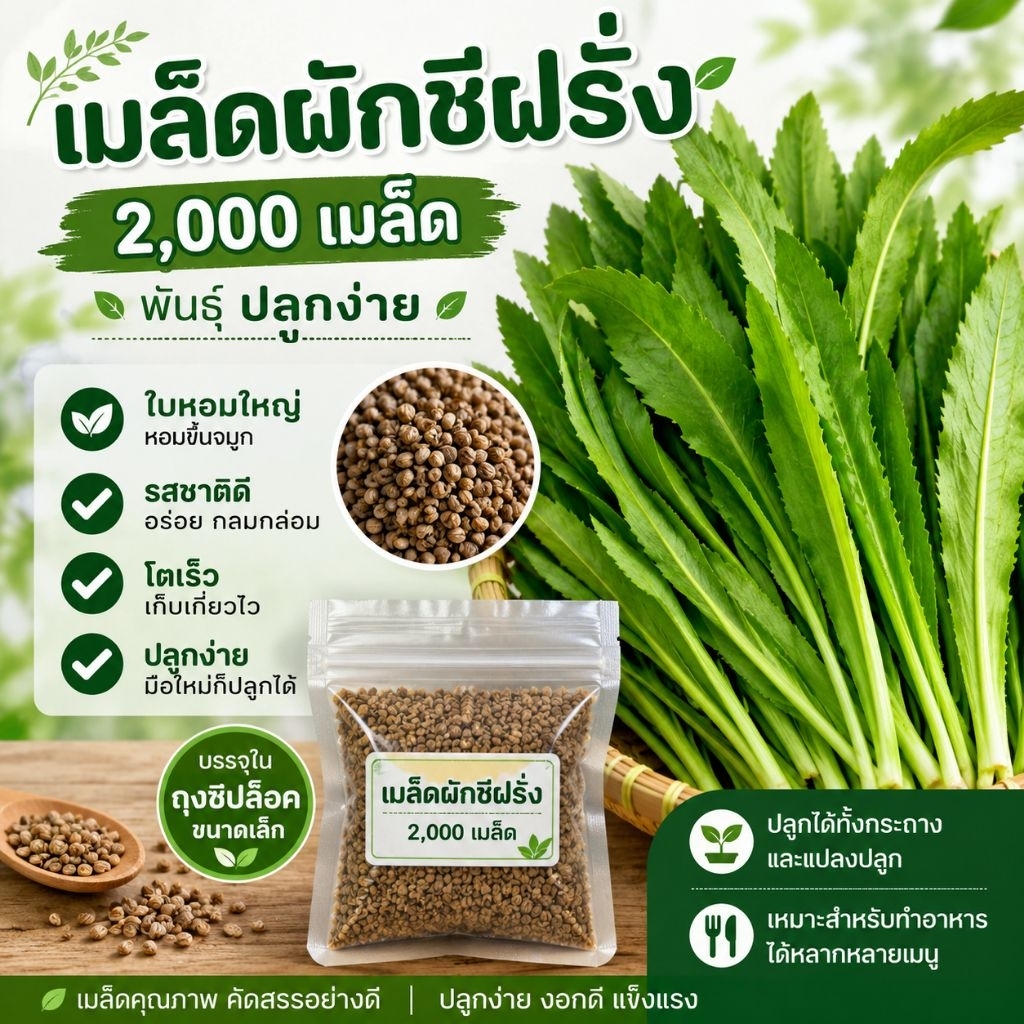 เมล็ดผักชีฝรั่ง 2,000 เมล็ด พันธ์ุ ปลูกง่าย ใบหอมใหญ่ รสชาติดี โตเร็ว