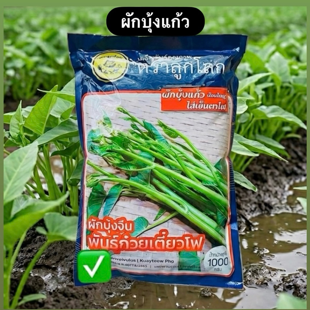 เมล็ดผักบุ้ง ผักบุ้งแก้ว  ก๋วยเตี๋ยวโฟ บ้องใหญ่ (1 กิโลกรัม,500 กรัม)