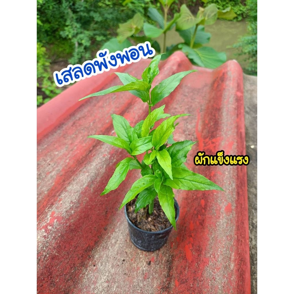 ต้นเสลดพังพอน (ผักแข็งแรง) ต้นกล้าพร้อมปลูก
