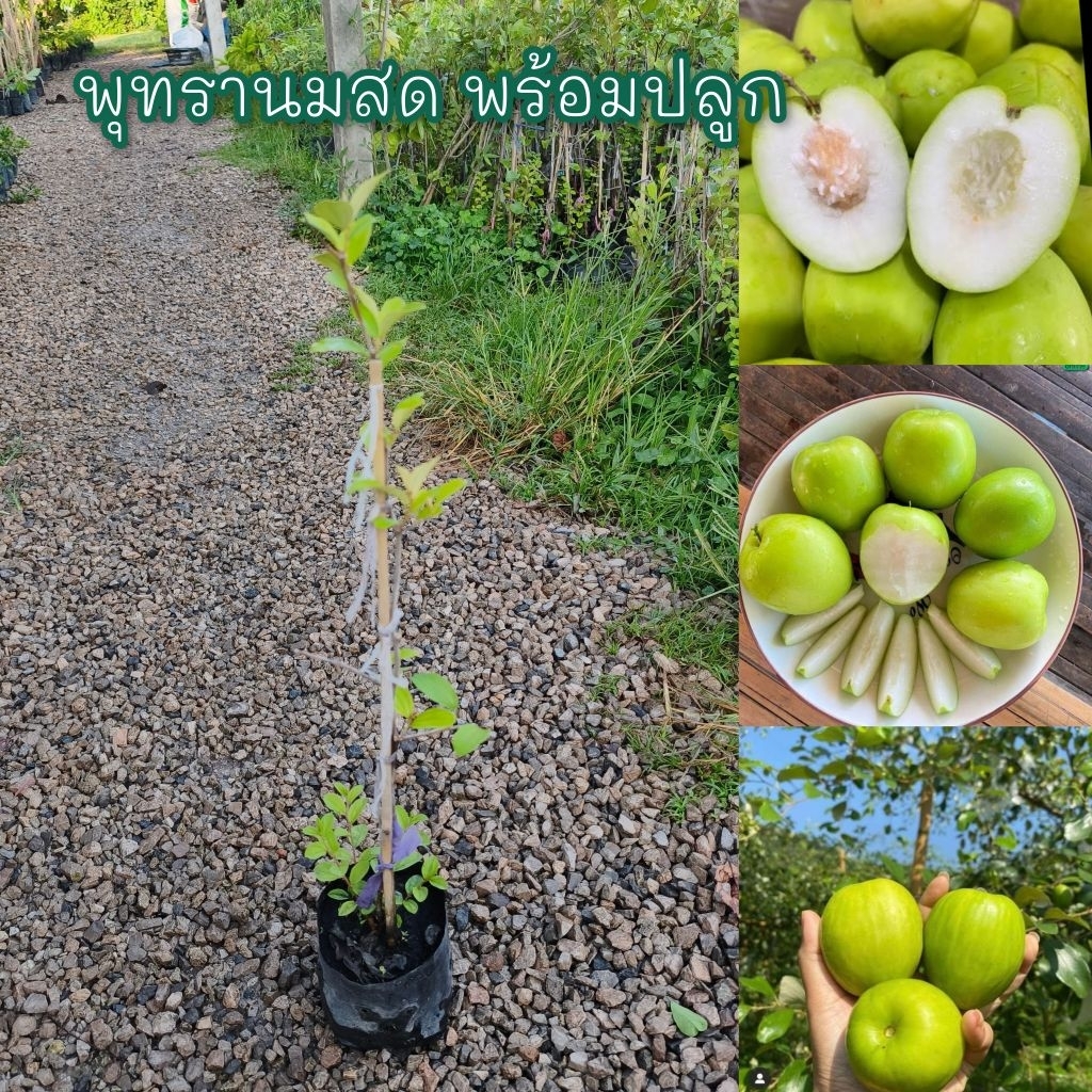 ต้นพทุรานมสด เสียบยอด60cm ลูกใหญ่ ดก หวานกรอบ