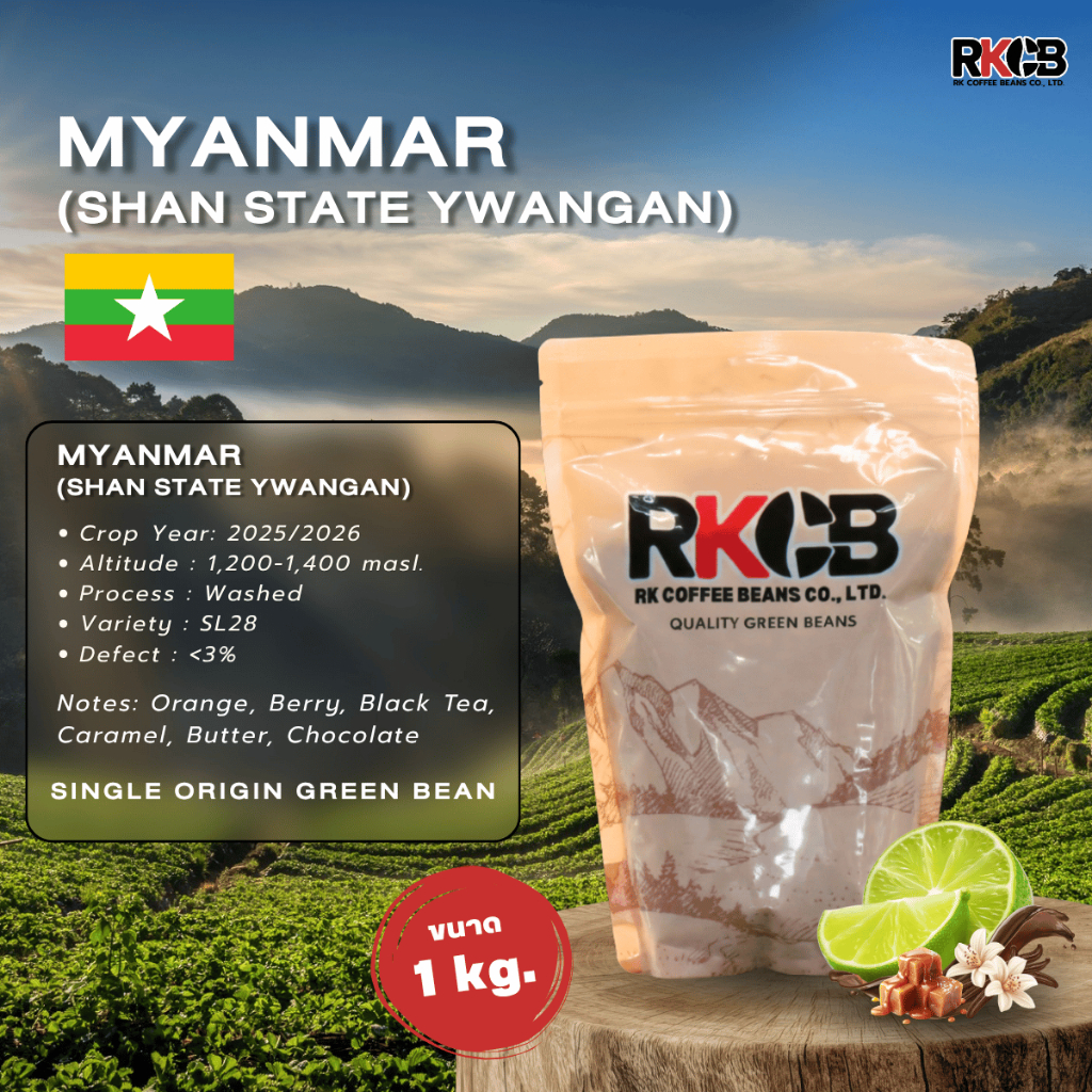 สารกาแฟพม่า SL28  Myanmar (SHAN STATE YWANGAN) บรรจุ 500g-1Kg. RK.Coffeebean